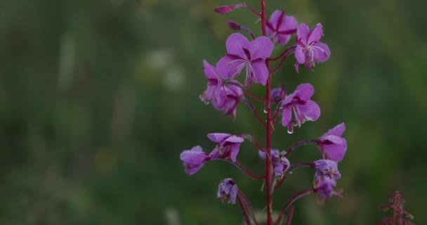 V létě Růžové květiny na nádvoří — Stock video