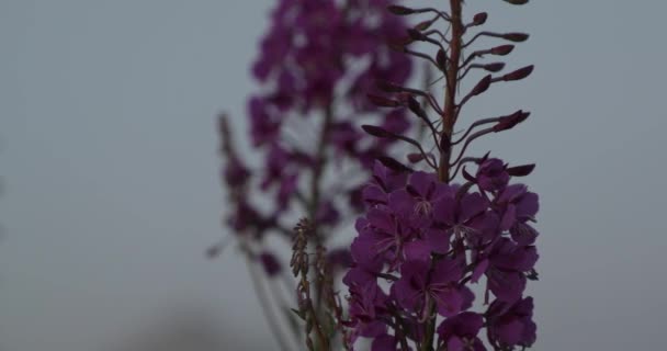 Roze bloemen op de binnenplaats in de zomer — Stockvideo