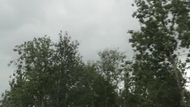 Камера в движении передвигает деревья по полю — стоковое видео