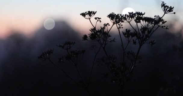 夕方の自然の植生と霧 — ストック動画