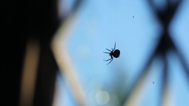 Aranha pendura em uma teia de aranha contra uma janela durante o dia — Vídeo de Stock