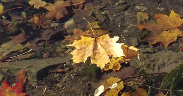 Hoja de arce de otoño cayó en el agua en el bosque — Vídeo de stock