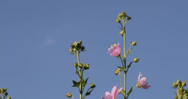 yaz aylarında bahçesinde pembe çiçekler