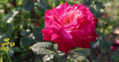 yaz aylarında bahçesinde yemyeşil kırmızı tomurcuk