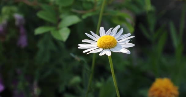 Lonely daisy in the yard in the summer — Stock Video