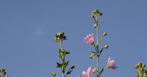 Růžové květiny na dvoře v létě — Stock video