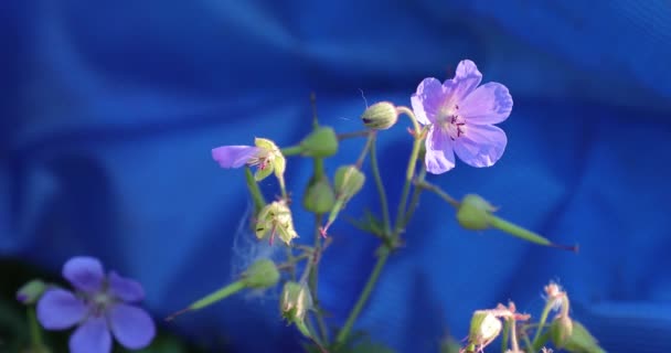 夏天院子里的白花 — 图库视频影像