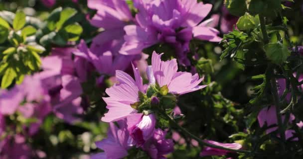 Rózsaszín virágok az udvaron a nyár — Stock videók