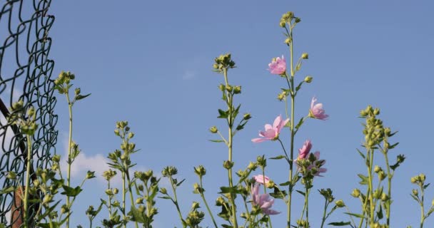 Rózsaszín virágok az udvaron a nyár — Stock videók