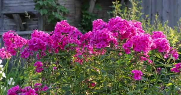 Rosa blommor på gården på sommaren — Stockvideo