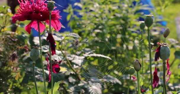 Teia de aranha e flores no quintal — Vídeo de Stock
