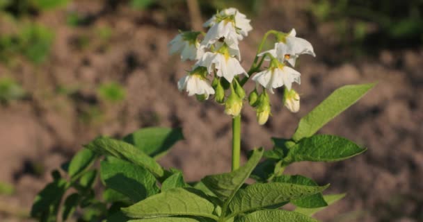 Verkümmerte weiße Blumen im Hof im Sommer — Stockvideo