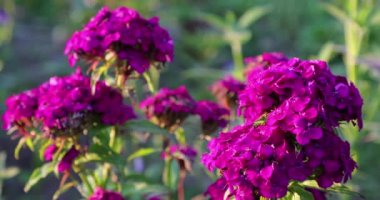 yaz aylarında bahçesinde pembe çiçekler