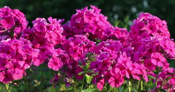 Rosafarbene Blumen im Sommer auf dem Hof — Stockvideo