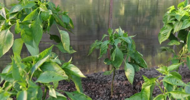 Peppar i växthuset på sommaren — Stockvideo