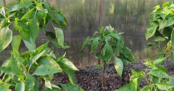 Pimiento picante en el invernadero en el verano — Vídeo de stock