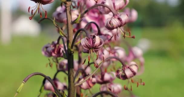 Uitgebloeide bloemen in de tuin in de zomer — Stockvideo