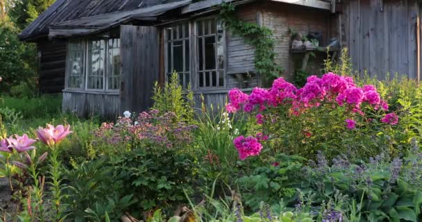 Pink flowers in the yard in the summer — Stock Video