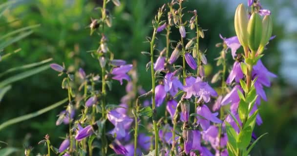 Flores desbotadas no quintal no verão — Vídeo de Stock