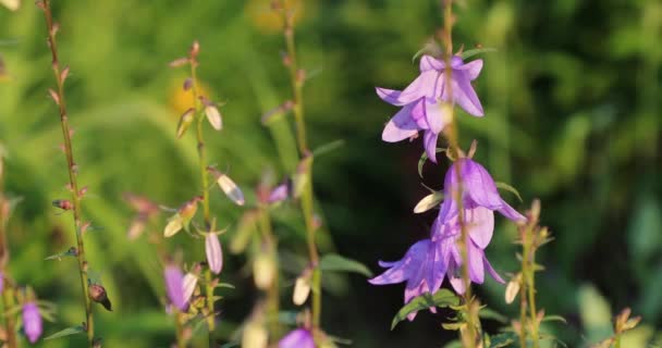 Uitgebloeide bloemen in de tuin in de zomer — Stockvideo