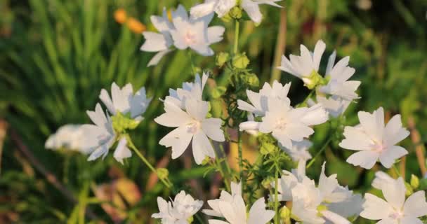 夏天院子里的洋甘菊 — 图库视频影像