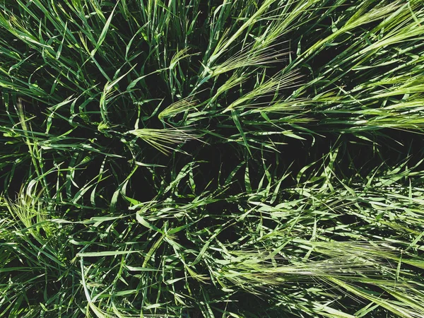 Wilde groene gras top uitzicht — Stockfoto