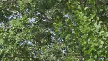yaz öğleden sonra ağaçların dallarında yeşil yapraklar