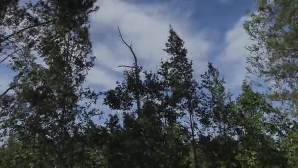 Zelené listí na větvích stromů v letním odpoledni — Stock video