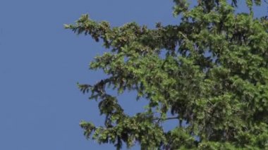 yaz öğleden sonra ağaçların dallarında yeşil yapraklar