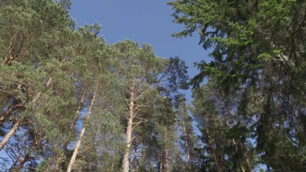 Зеленые листья на ветвях деревьев в летний полдень — стоковое видео