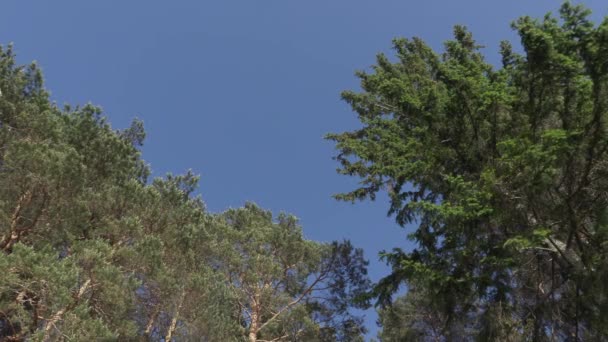 Groene bladeren op de takken van de bomen in de Zomermiddag — Stockvideo
