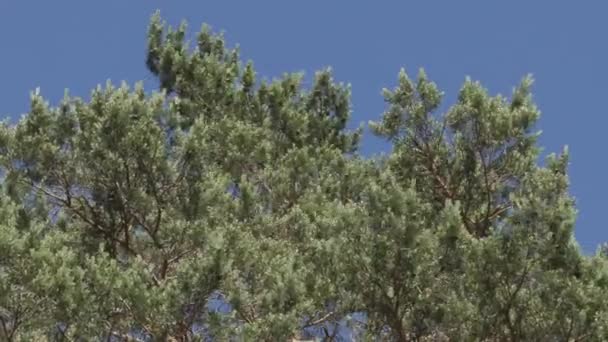 feuilles vertes sur les branches des arbres dans l'après-midi d'été 