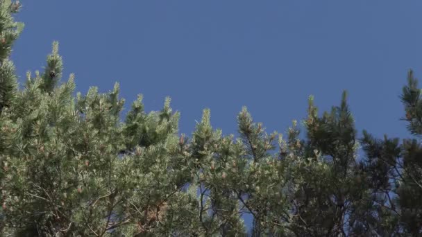 Groene bladeren op de takken van de bomen in de Zomermiddag — Stockvideo