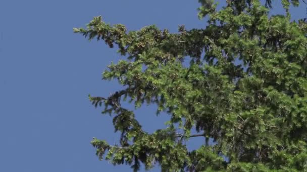 Groene bladeren op de takken van de bomen in de Zomermiddag — Stockvideo