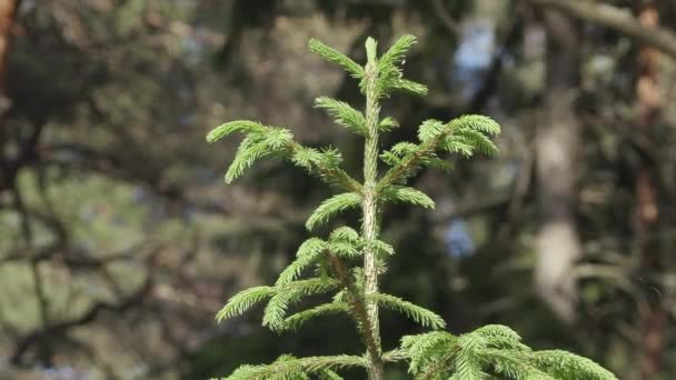 Kröna av en liten grön spruce nära upp sommardag i skogen — Stockvideo