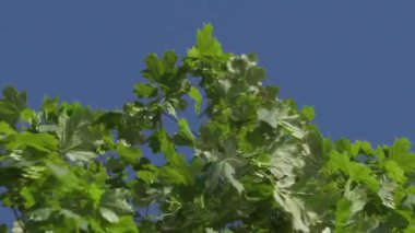 yaz öğleden sonra ağaçların dallarında yeşil yapraklar