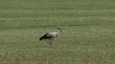 yalnız leylek sıcak bir yaz gününde yeşil bir alanda duruyor