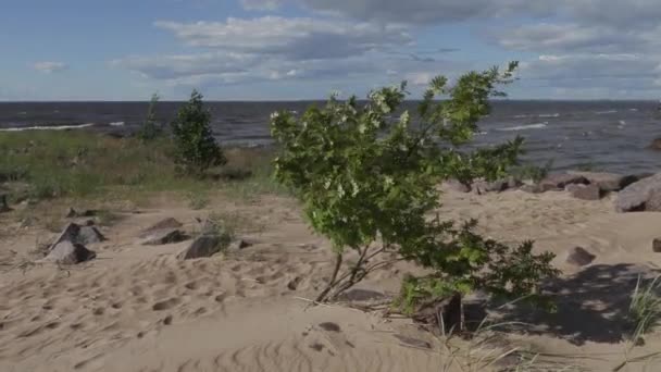 Небольшие зеленые деревья качаются на ветру на берегу Балтийского моря в летний день — стоковое видео