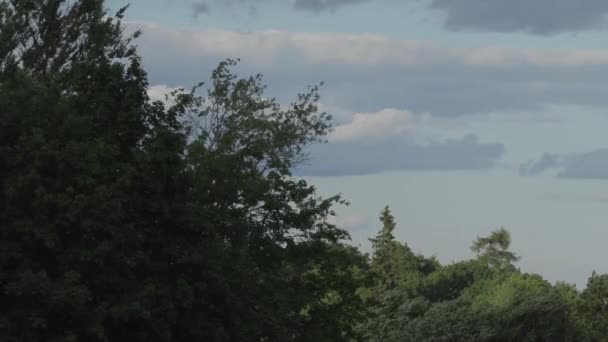 Feuilles vertes sur les branches des arbres dans l'après-midi d'été — Video