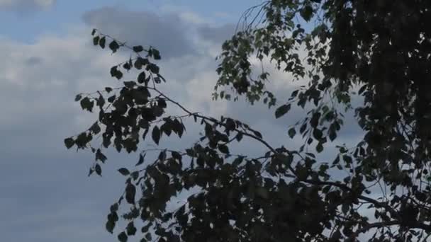 夏の午後の木の枝に緑の葉 — ストック動画