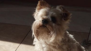 Yorkshire terrier evde yakın çekim