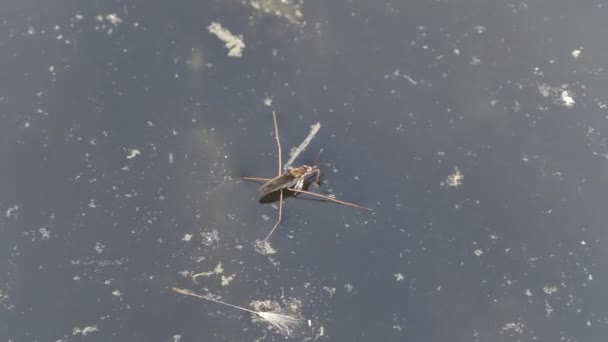 Insect water strider on the surface of the water — Stock Video