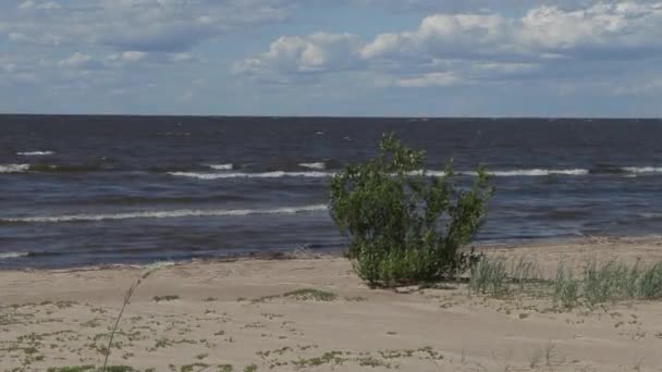 強風で晴れた夏の日にバルト海の海岸に沿って散歩 — ストック動画