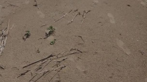Promenez-vous le long de la côte de la mer Baltique par une journée d'été ensoleillée avec un vent fort 