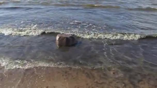 Paseo por la costa del mar Báltico en un día soleado de verano con fuerte viento — Vídeo de stock