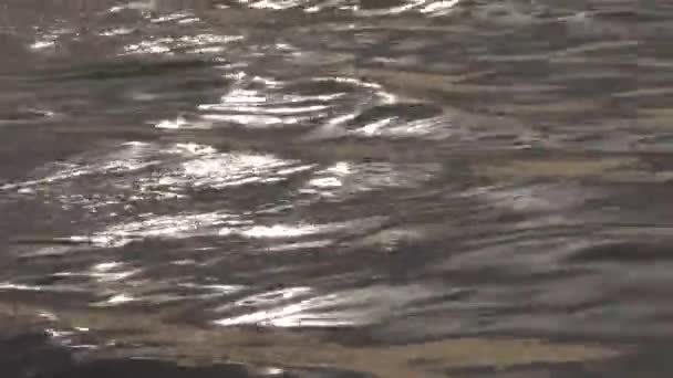 Κύματα στη Βαλτική θάλασσα από την ακτή — Αρχείο Βίντεο
