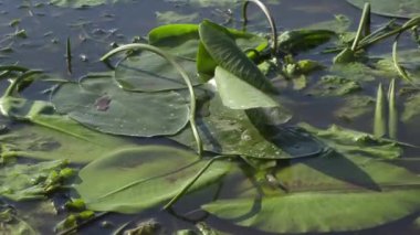 su yüzeyinde bitki sarı kap yaz günü güçlü bir rüzgar tarafından uzak darbeler