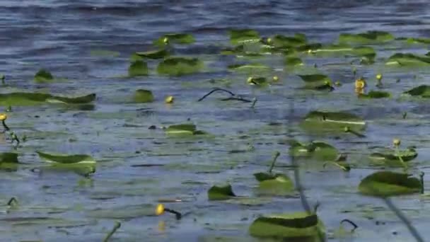 Plante bouchon jaune sur la surface de l'eau souffle loin par un vent fort dans la journée d'été — Video