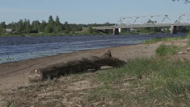 Старый ствол дерева у реки в летний день — стоковое видео