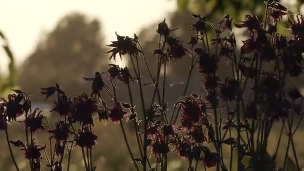 Vackra blommor i trädgården under sommardagen — Stockvideo